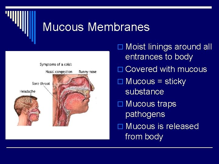 Mucous Membranes o Moist linings around all entrances to body o Covered with mucous