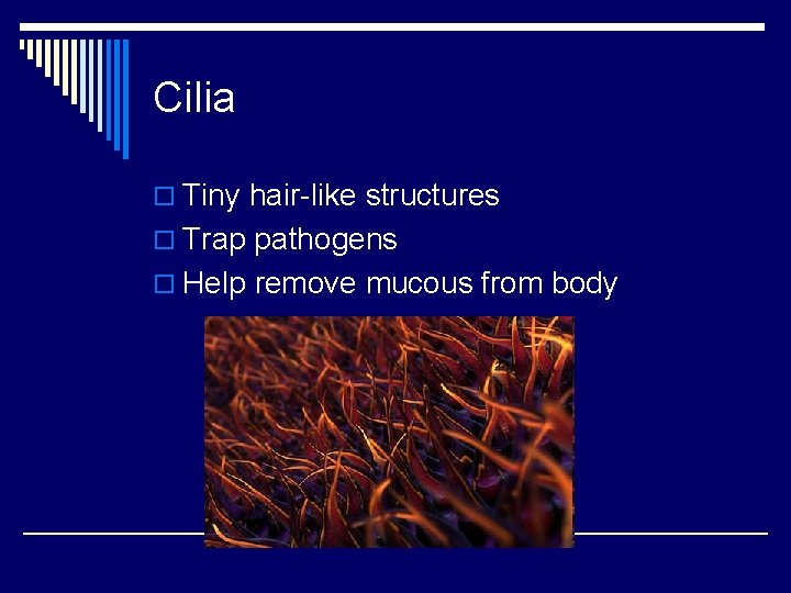 Cilia o Tiny hair-like structures o Trap pathogens o Help remove mucous from body