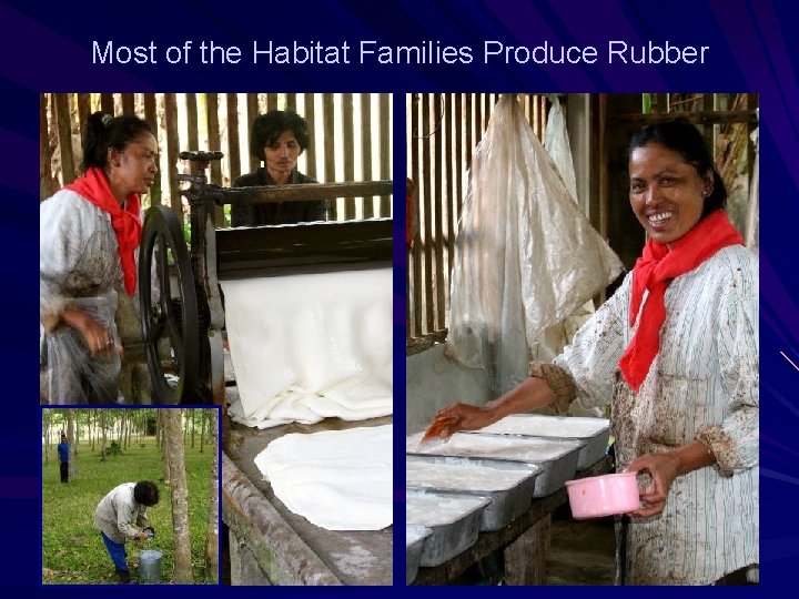 Most of the Habitat Families Produce Rubber 