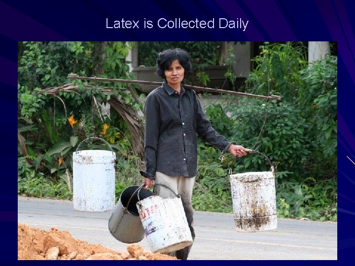 Latex is Collected Daily 