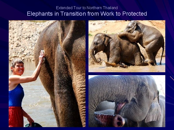 Extended Tour to Northern Thailand Elephants in Transition from Work to Protected 