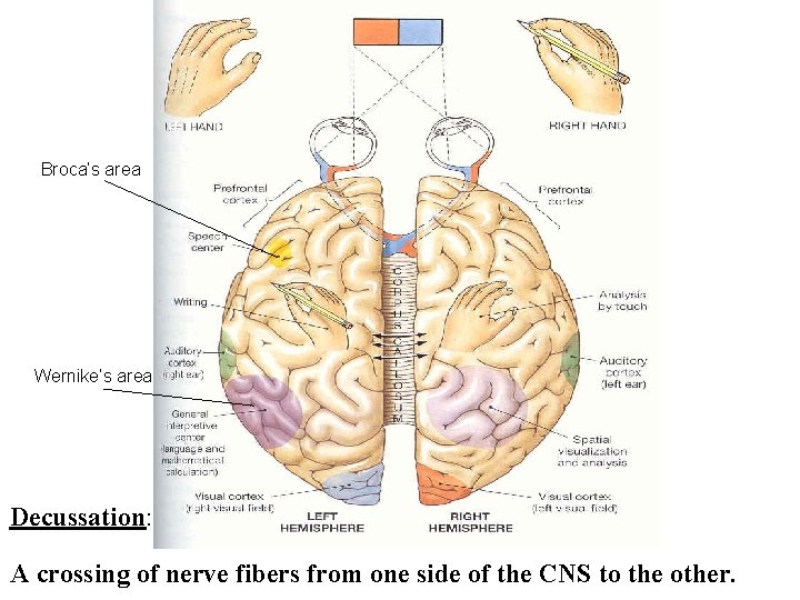 Broca’s area Wernike’s area Decussation: A crossing of nerve fibers from one side of