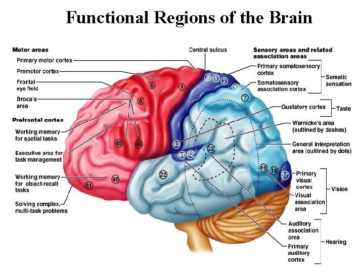 Functional Regions of the Brain 