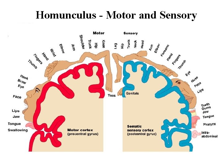 Homunculus - Motor and Sensory 