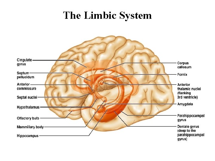 The Limbic System 
