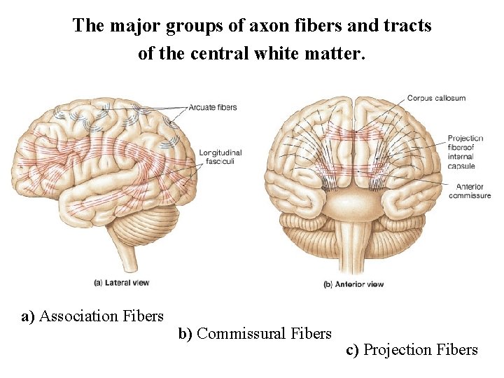 The major groups of axon fibers and tracts of the central white matter. a)