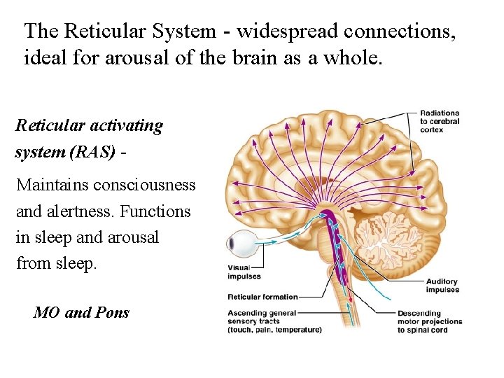 The Reticular System - widespread connections, ideal for arousal of the brain as a