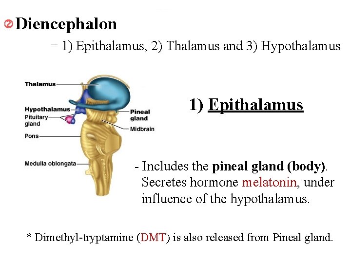  Diencephalon = 1) Epithalamus, 2) Thalamus and 3) Hypothalamus 1) Epithalamus - Includes