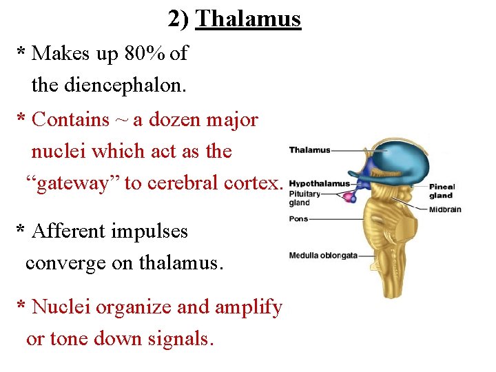 2) Thalamus * Makes up 80% of the diencephalon. * Contains ~ a dozen