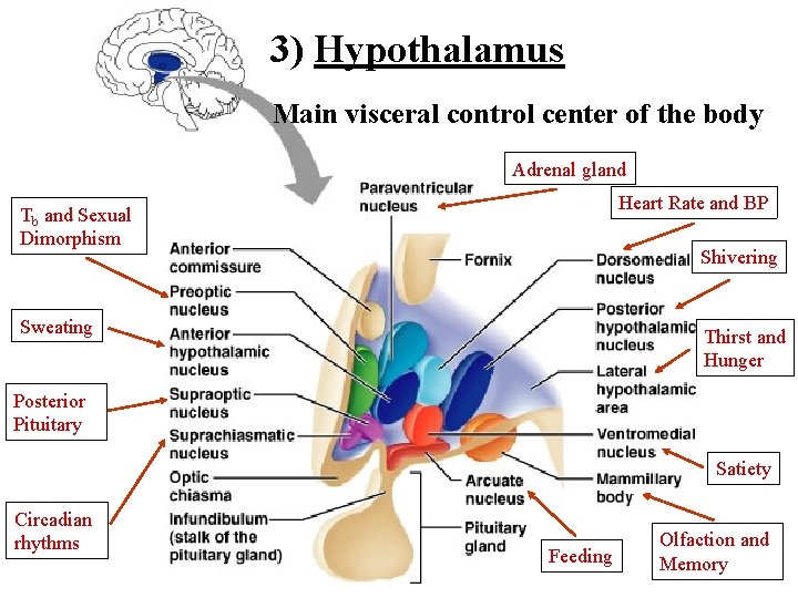 3) Hypothalamus Main visceral control center of the body Adrenal gland Heart Rate and