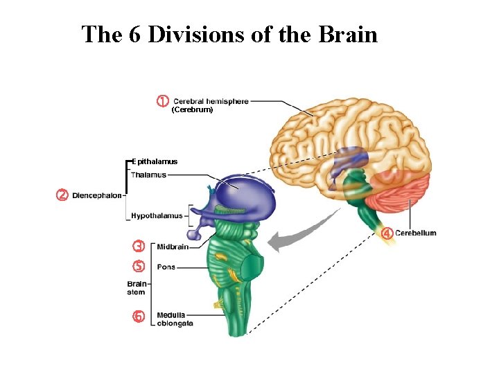 The 6 Divisions of the Brain (Cerebrum) Epithalamus 