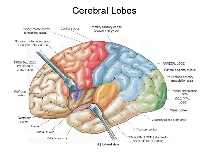 Cerebral Lobes 