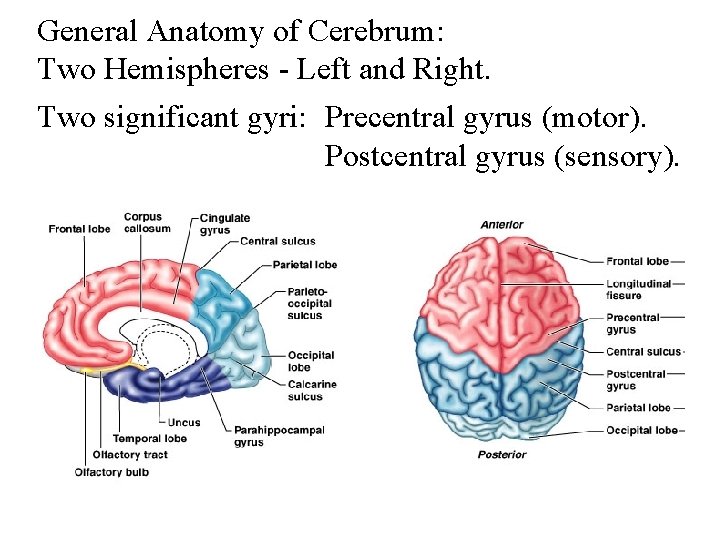 General Anatomy of Cerebrum: Two Hemispheres - Left and Right. Two significant gyri: Precentral