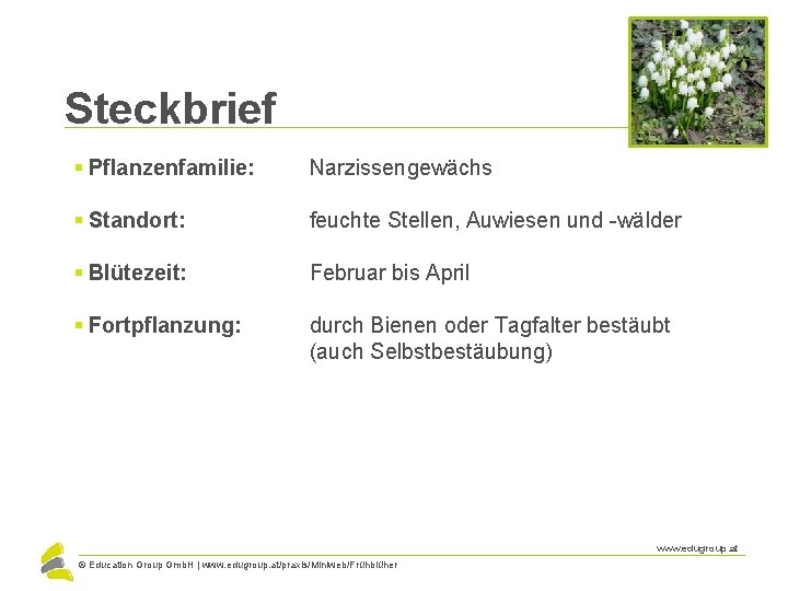 Steckbrief § Pflanzenfamilie: Narzissengewächs § Standort: feuchte Stellen, Auwiesen und -wälder § Blütezeit: Februar