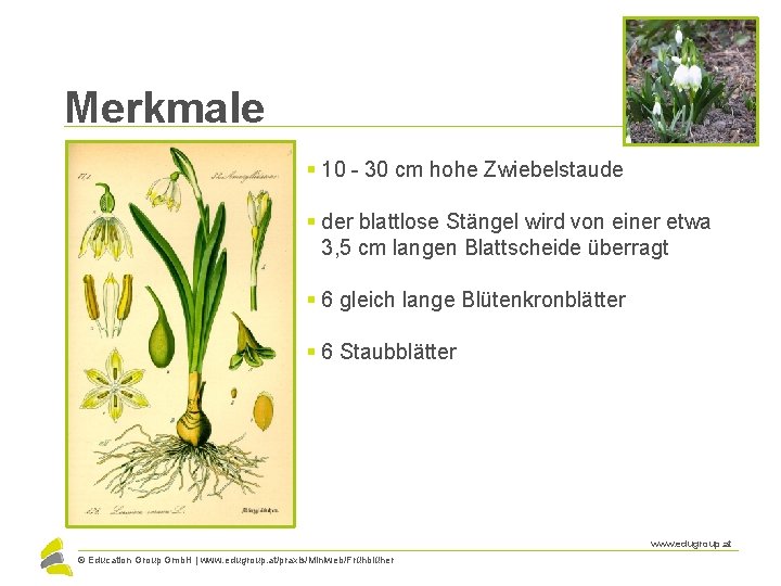 Merkmale § 10 - 30 cm hohe Zwiebelstaude § der blattlose Stängel wird von