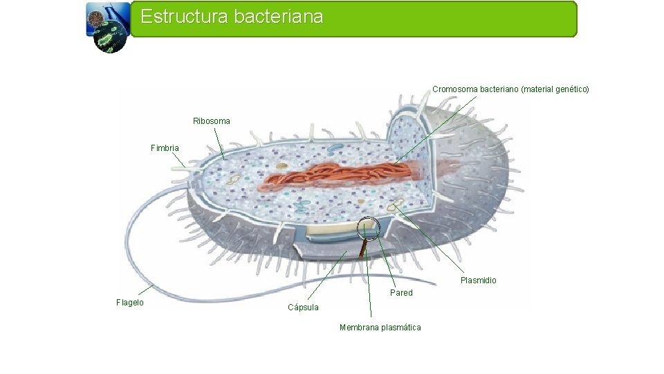 Estructura bacteriana Cromosoma bacteriano (material genético) Ribosoma Fimbria Plasmidio Pared Flagelo Cápsula Membrana plasmática