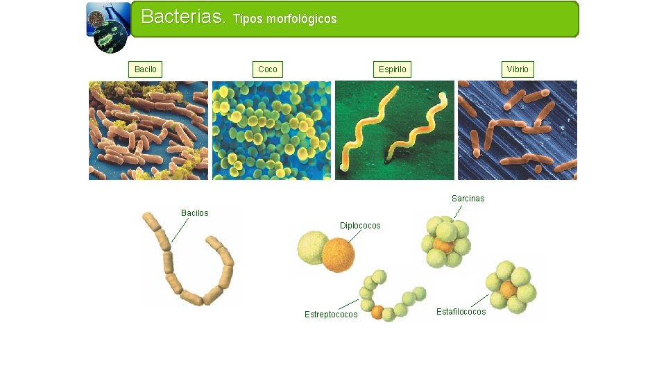 Bacterias. Tipos morfológicos Bacilo Coco Espirilo Vibrio Sarcinas Bacilos Diplococos Estreptococos Estafilococos 