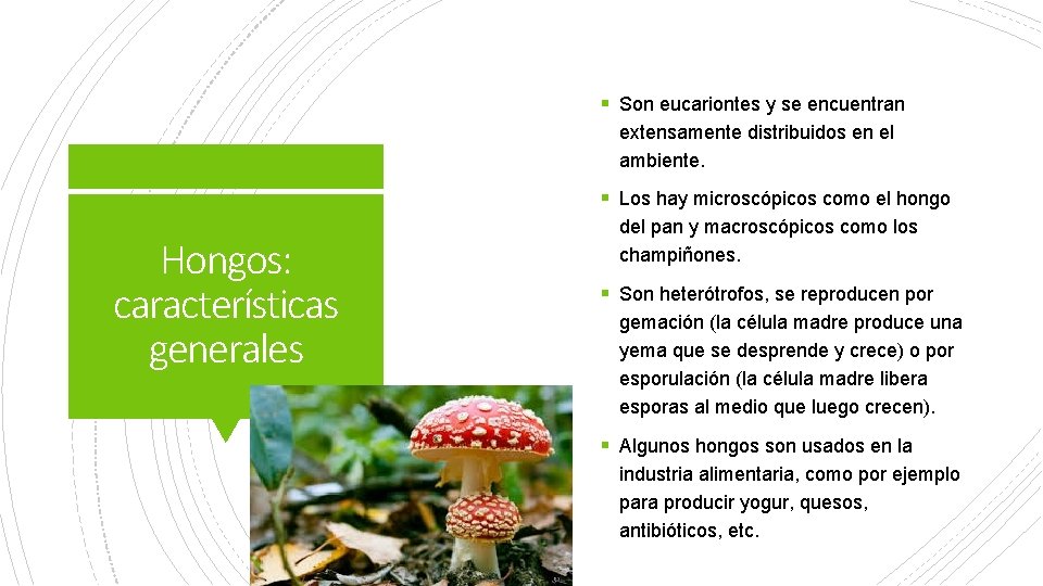 § Son eucariontes y se encuentran extensamente distribuidos en el ambiente. § Los hay