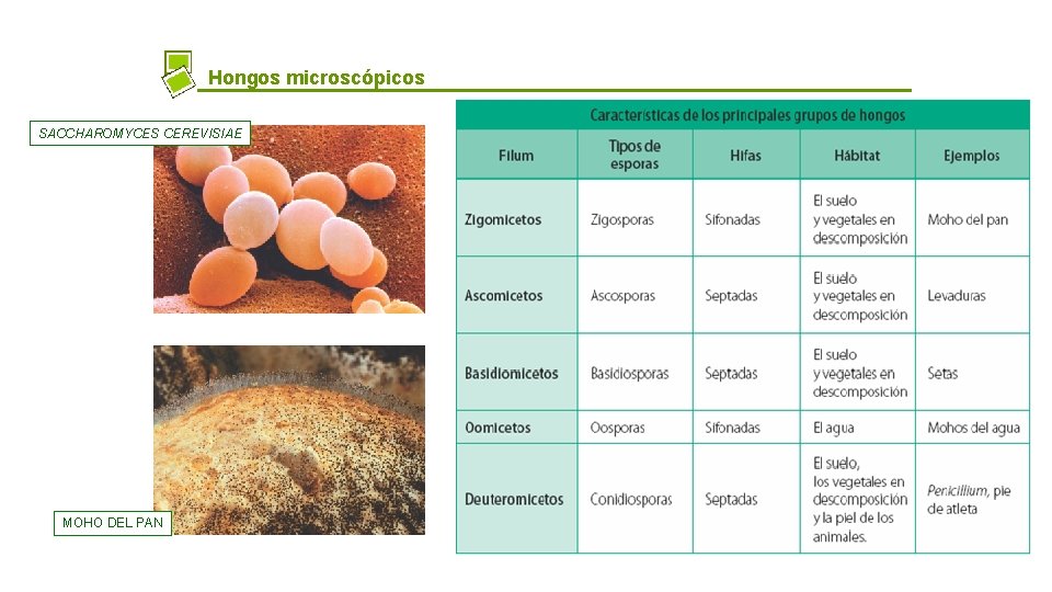 Hongos microscópicos SACCHAROMYCES CEREVISIAE MOHO DEL PAN 