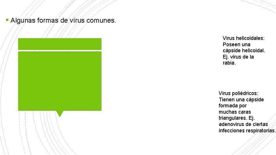 § Algunas formas de virus comunes. Virus helicoidales: Poseen una cápside helicoidal. Ej. virus