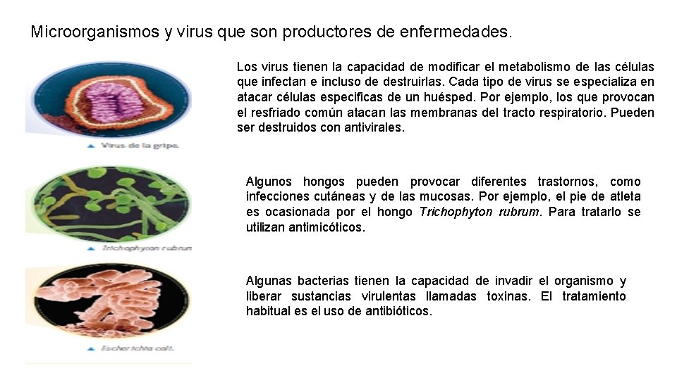 Microorganismos y virus que son productores de enfermedades. Los virus tienen la capacidad de