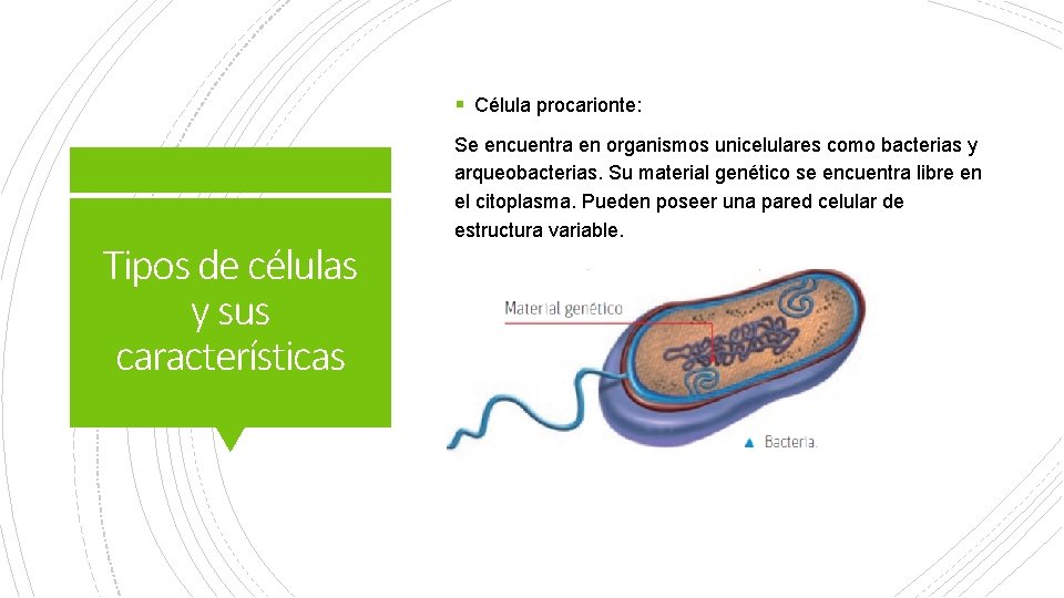 § Célula procarionte: Tipos de células y sus características Se encuentra en organismos unicelulares