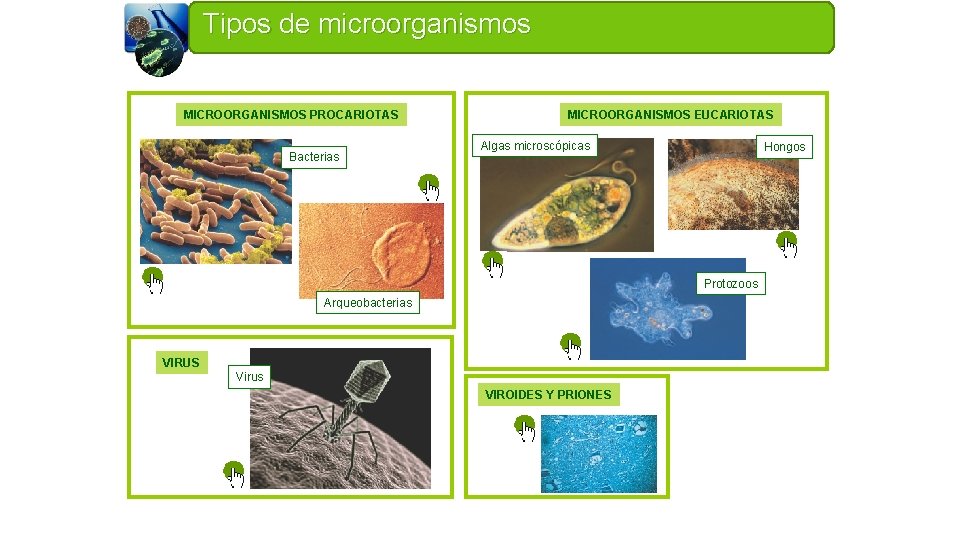Tipos de microorganismos MICROORGANISMOS PROCARIOTAS Bacterias MICROORGANISMOS EUCARIOTAS Algas microscópicas Hongos Protozoos Arqueobacterias VIRUS