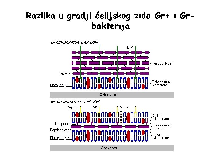 Razlika u gradji ćelijskog zida Gr+ i Grbakterija 