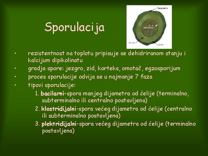 Sporulacija • • rezistentnost na toplotu pripisuje se dehidriranom stanju i kalcijum dipikolinatu gradja