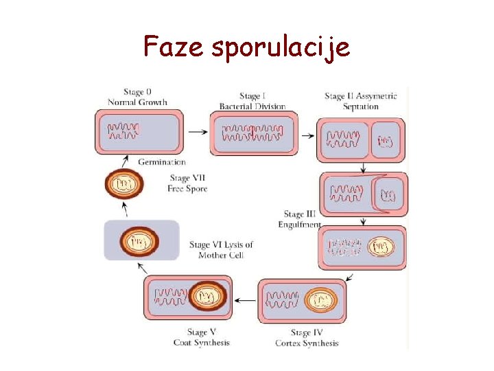 Faze sporulacije 