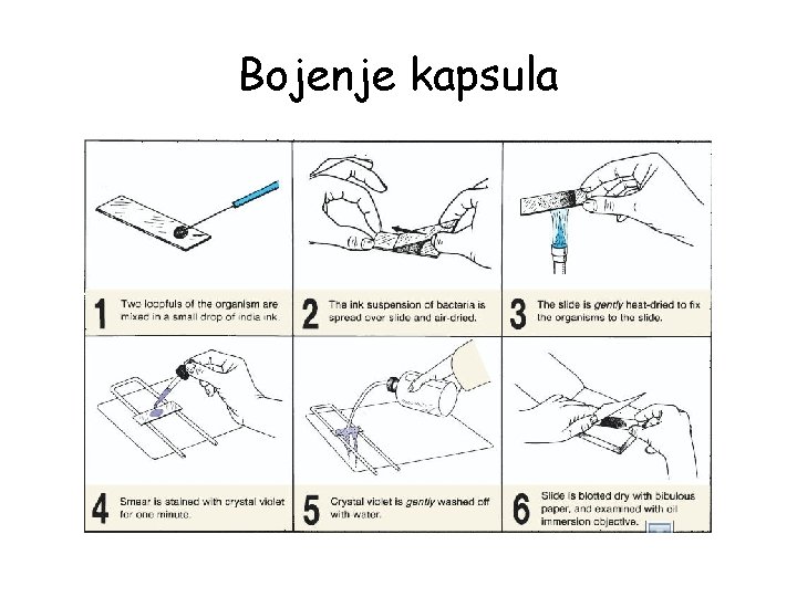 Bojenje kapsula 