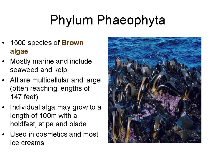 Phylum Phaeophyta • 1500 species of Brown algae • Mostly marine and include seaweed