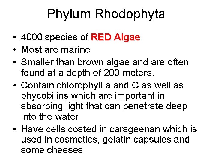 Phylum Rhodophyta • 4000 species of RED Algae • Most are marine • Smaller