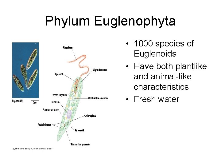Phylum Euglenophyta • 1000 species of Euglenoids • Have both plantlike and animal-like characteristics