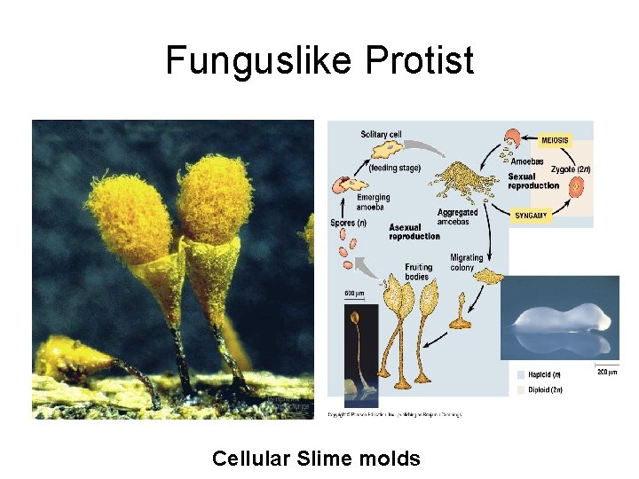 Funguslike Protist Cellular Slime molds 