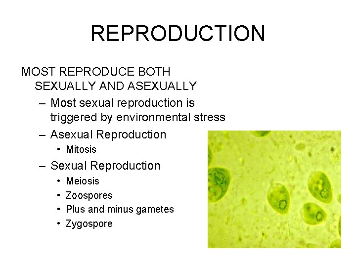 REPRODUCTION MOST REPRODUCE BOTH SEXUALLY AND ASEXUALLY – Most sexual reproduction is triggered by