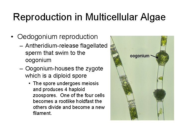 Reproduction in Multicellular Algae • Oedogonium reproduction – Antheridium-release flagellated sperm that swim to
