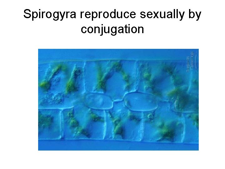 Spirogyra reproduce sexually by conjugation 