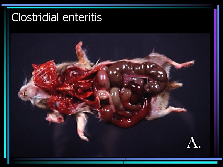 Clostridial enteritis 