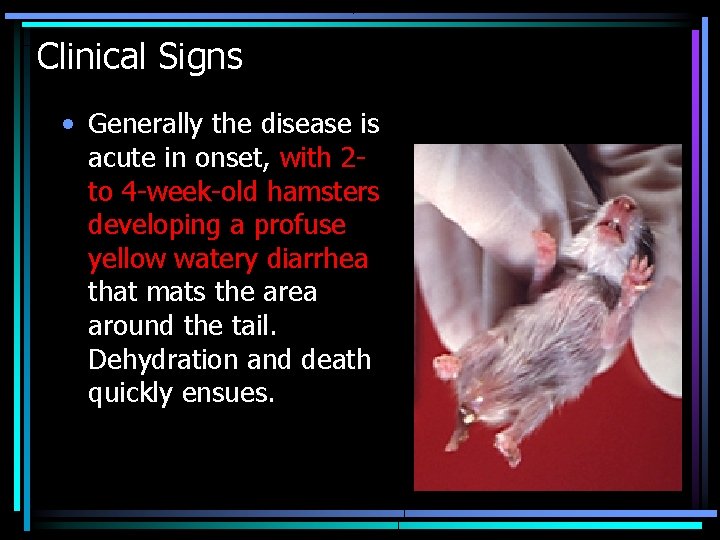 Clinical Signs • Generally the disease is acute in onset, with 2 - to
