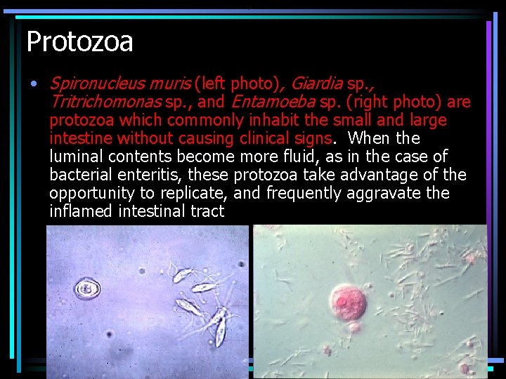 Protozoa • Spironucleus muris (left photo), Giardia sp. , Tritrichomonas sp. , and Entamoeba