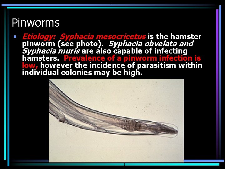 Pinworms • Etiology: Syphacia mesocricetus is the hamster pinworm (see photo). Syphacia obvelata and Pinworms • Etiology: Syphacia mesocricetus is the hamster pinworm (see photo). Syphacia obvelata and