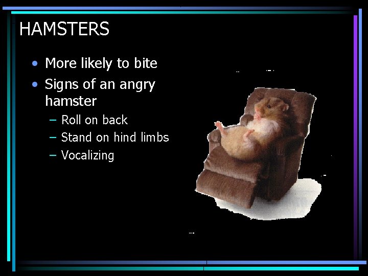 HAMSTERS • More likely to bite • Signs of an angry hamster – Roll HAMSTERS • More likely to bite • Signs of an angry hamster – Roll