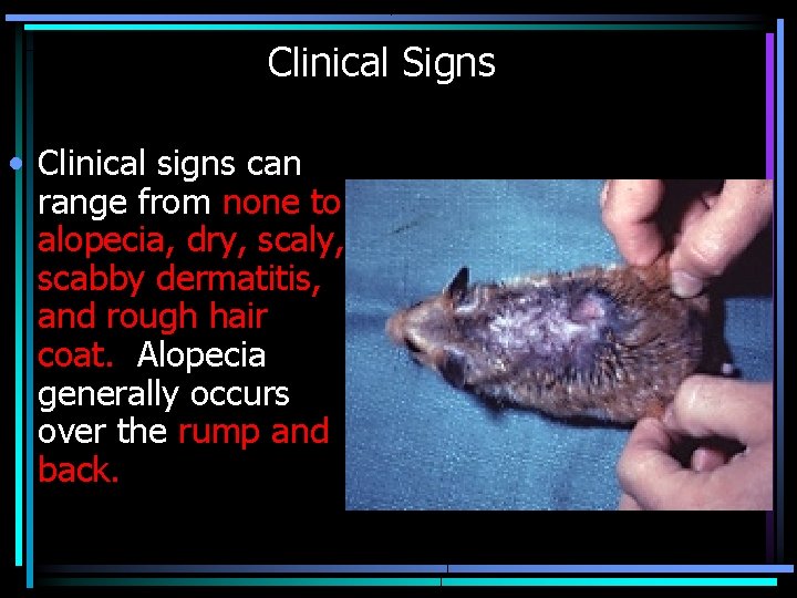 Clinical Signs • Clinical signs can range from none to alopecia, dry, scaly, scabby