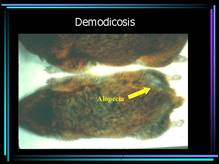 Demodicosis Alopecia Demodicosis Alopecia