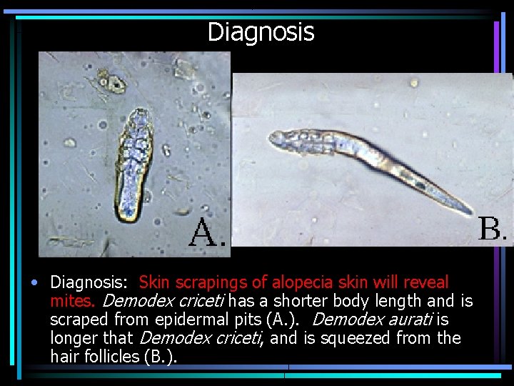 Diagnosis • Diagnosis: Skin scrapings of alopecia skin will reveal mites. Demodex criceti has