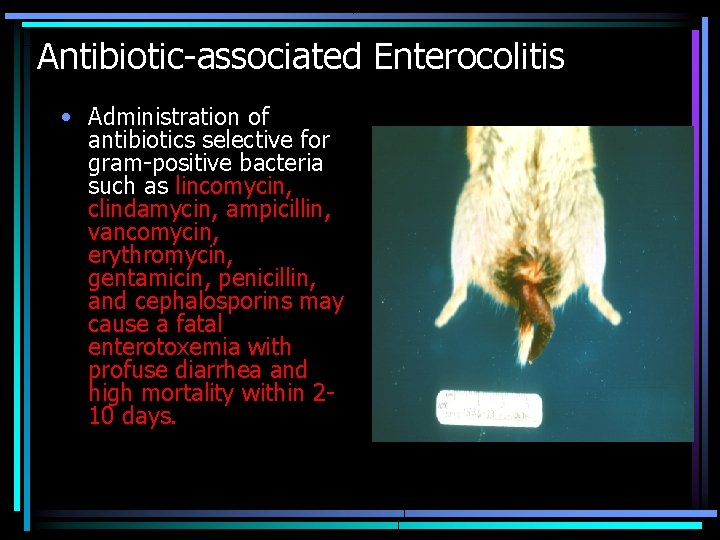 Antibiotic-associated Enterocolitis • Administration of antibiotics selective for gram-positive bacteria such as lincomycin, clindamycin, Antibiotic-associated Enterocolitis • Administration of antibiotics selective for gram-positive bacteria such as lincomycin, clindamycin,