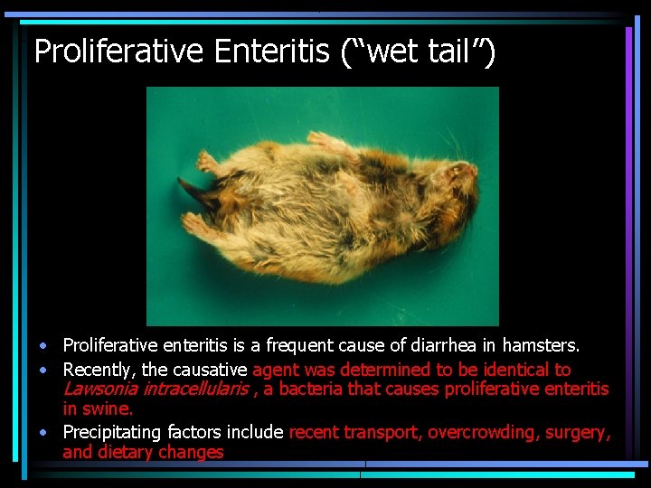 Proliferative Enteritis (“wet tail”) • Proliferative enteritis is a frequent cause of diarrhea in