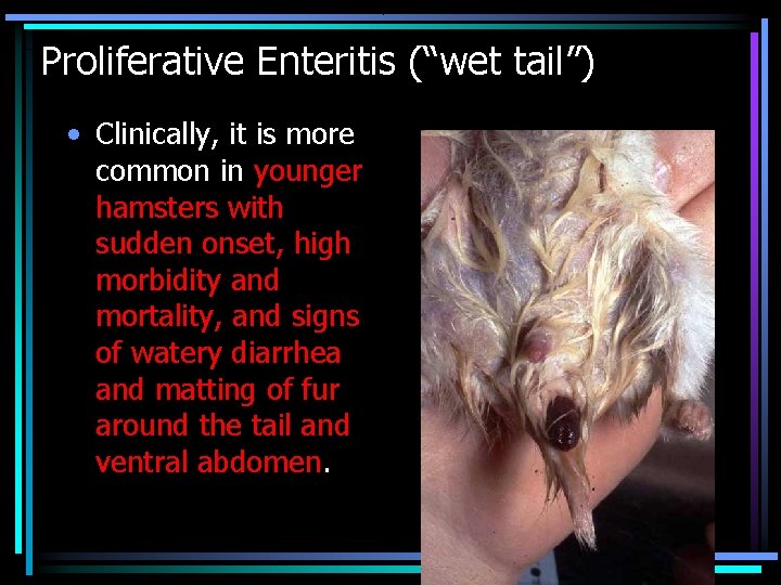 Proliferative Enteritis (“wet tail”) • Clinically, it is more common in younger hamsters with