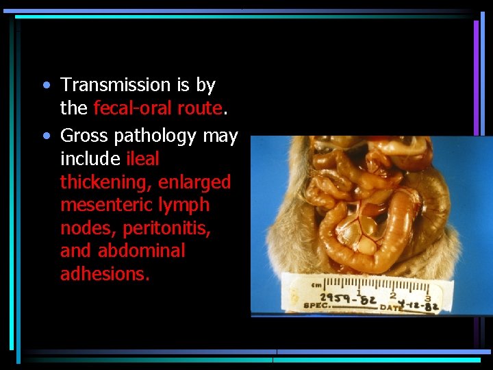  • Transmission is by the fecal-oral route. • Gross pathology may include ileal